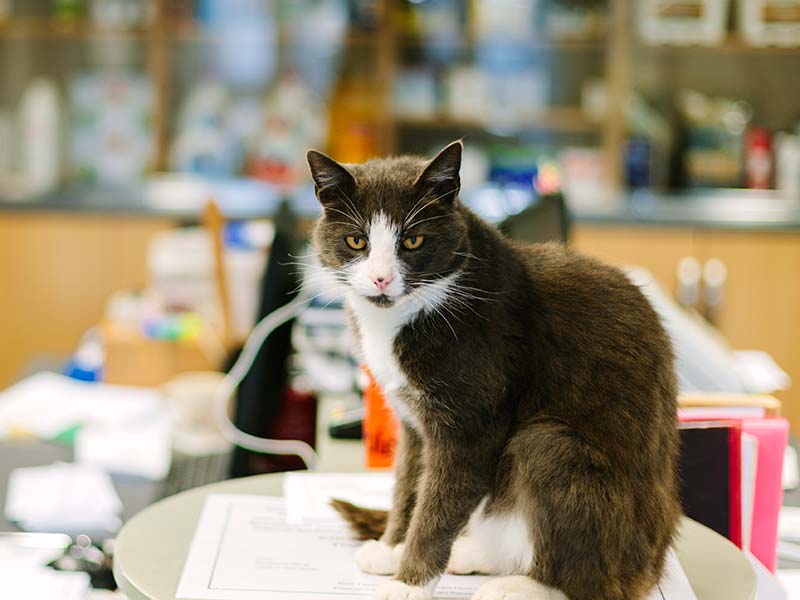 A cat in a vet office