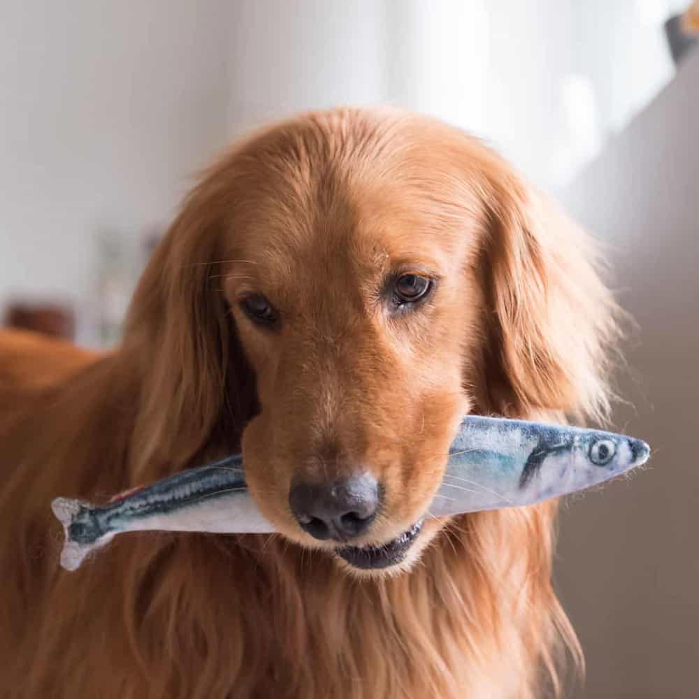 Dog Holding a Stuffed Fish Toy