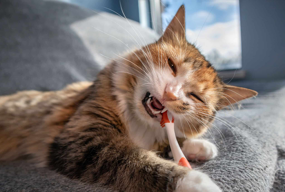 Cat Chewing on Tooth Brush in front of a window.