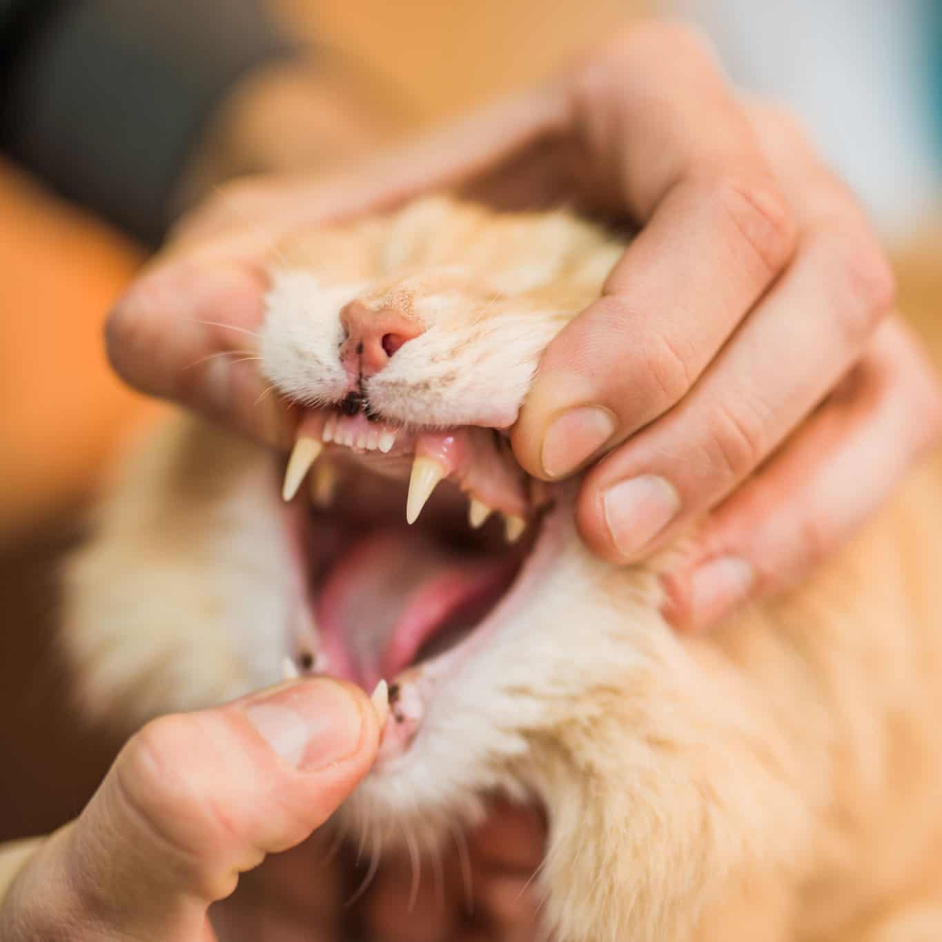 Cat Getting a Dental Checkup.