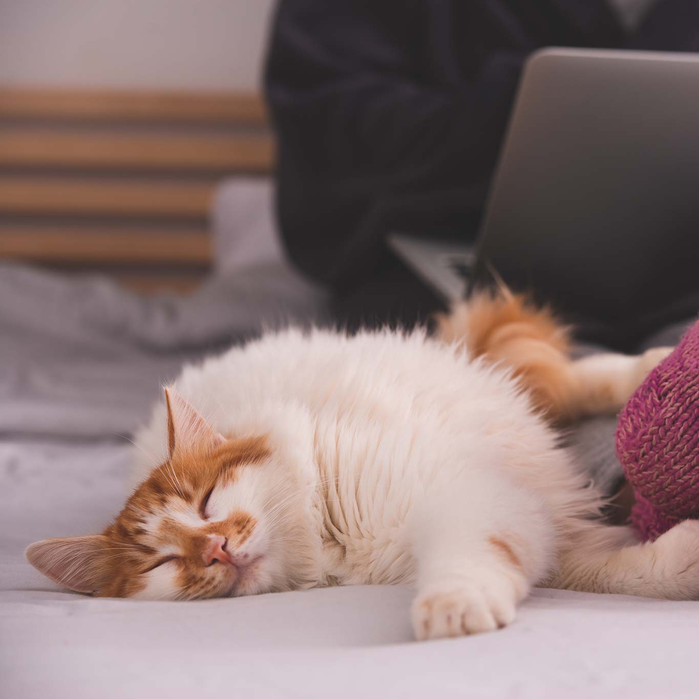 A cat stretched out next to their human