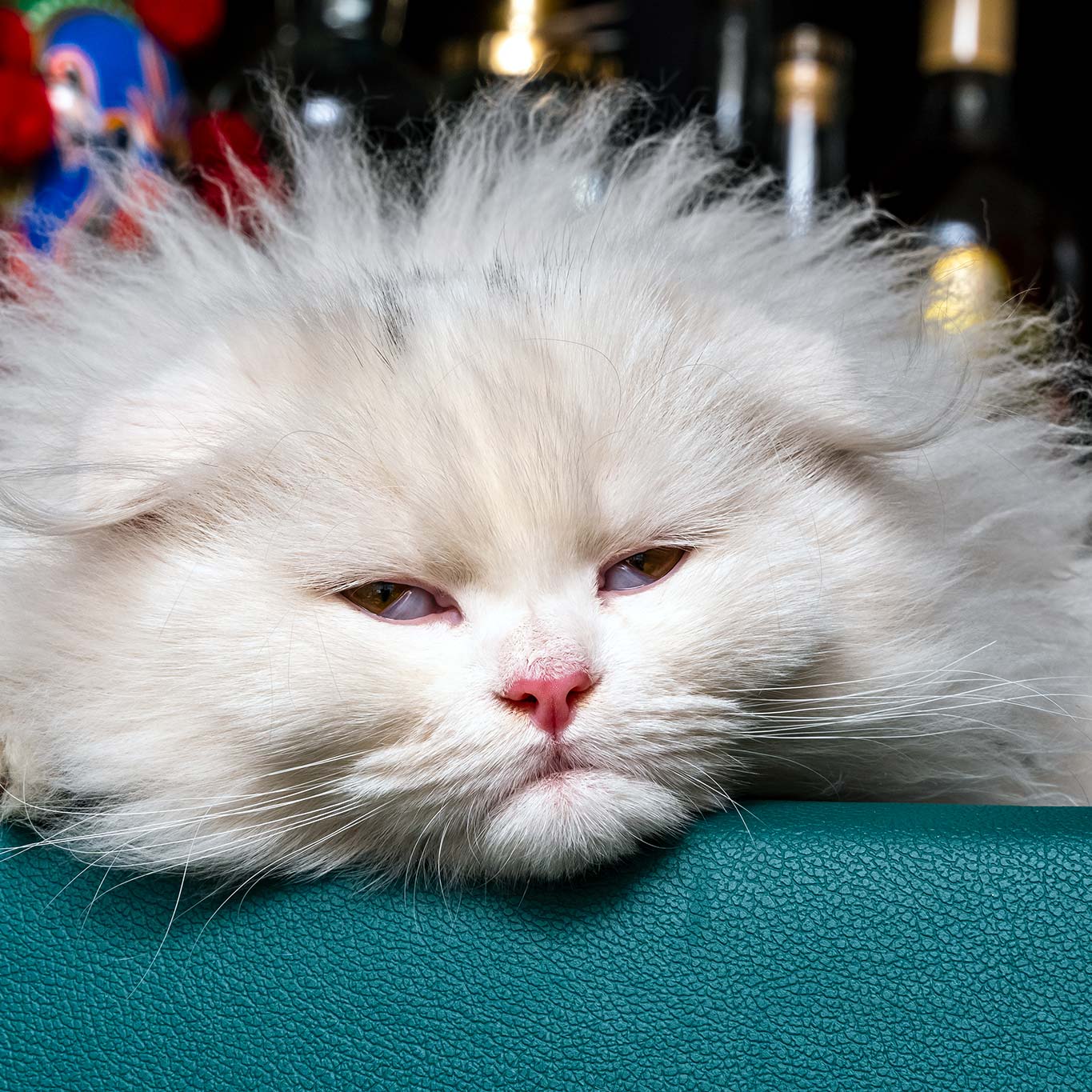 A white cat floofed out
