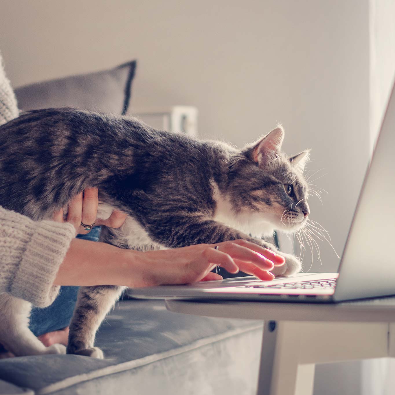 Cat sitting on a laptop computer.