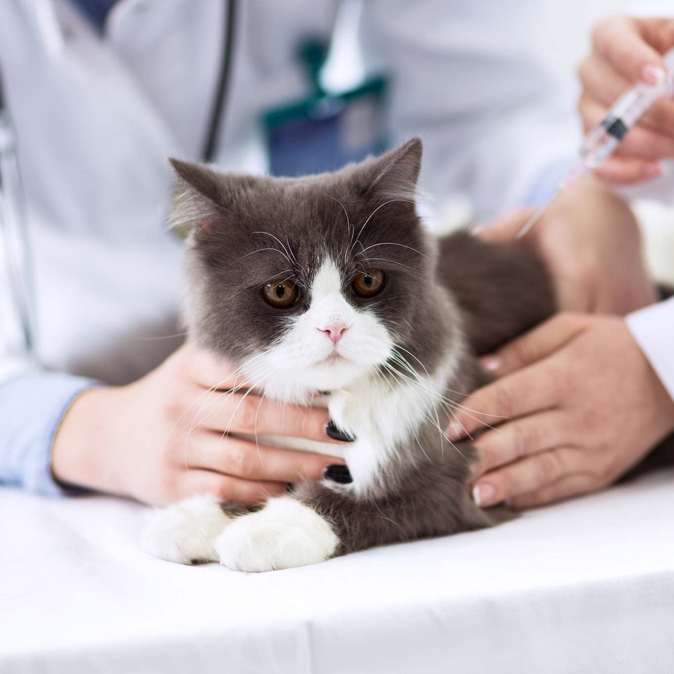 A cat being given an injection
