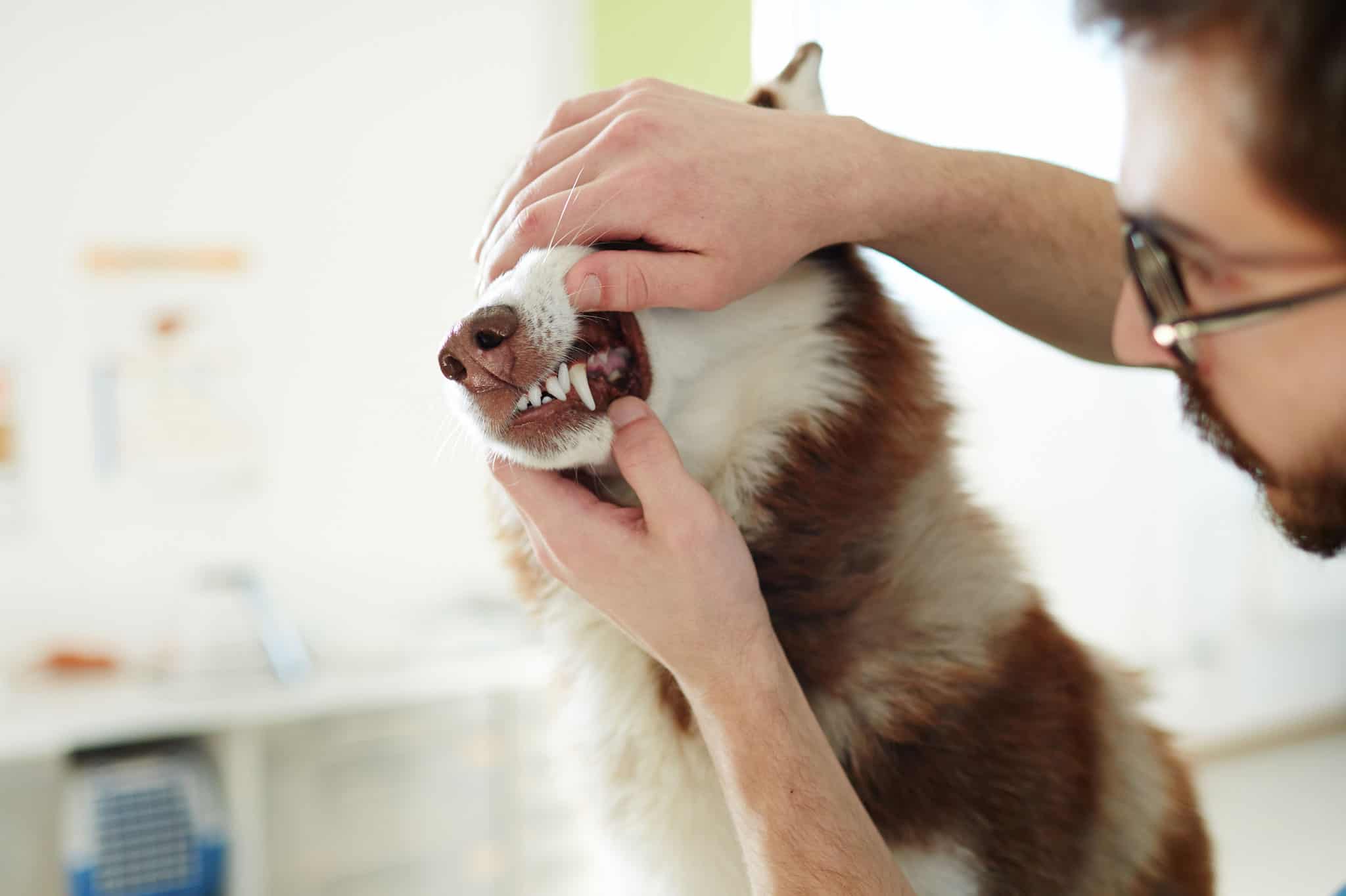 Brown & White Dog Getting a Dental Checkup from a Veteranarian.