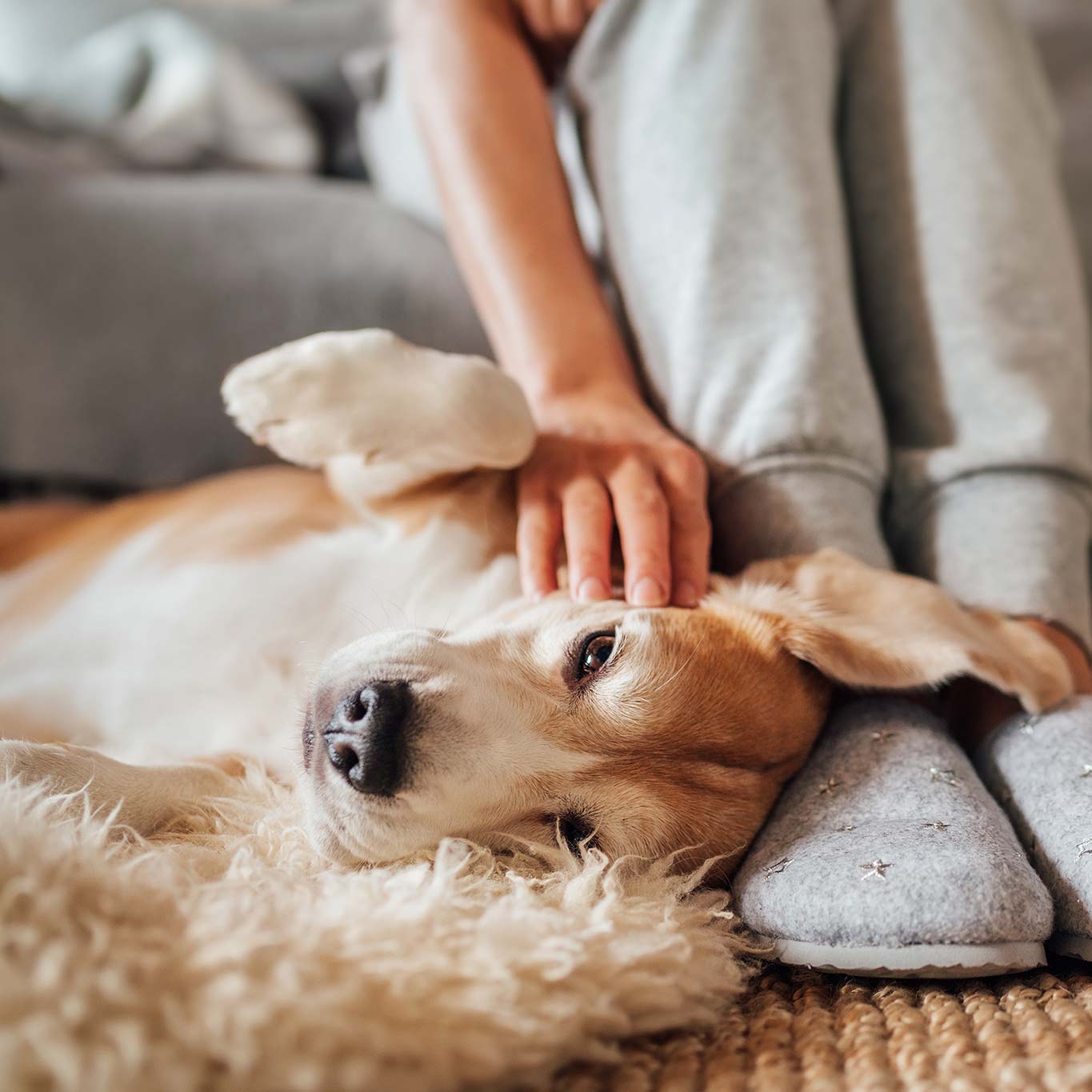 A dog being scratched by their human