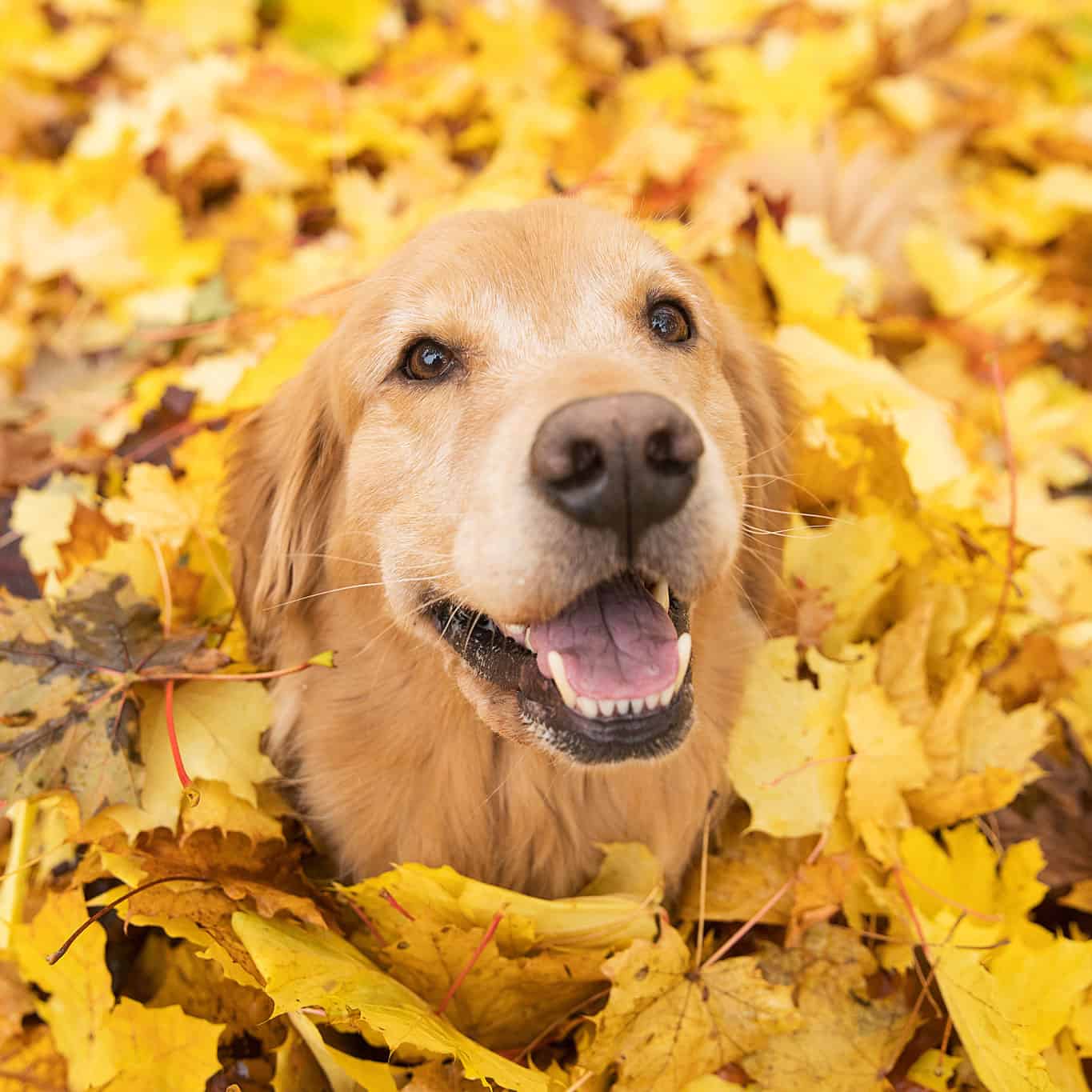 Dog in Fresh Fallen Autumn Leaves.
