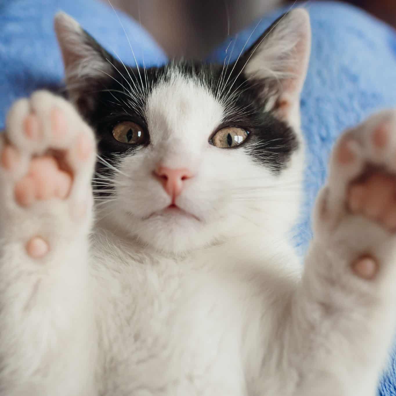 Black and White Cat on its back with paws up.