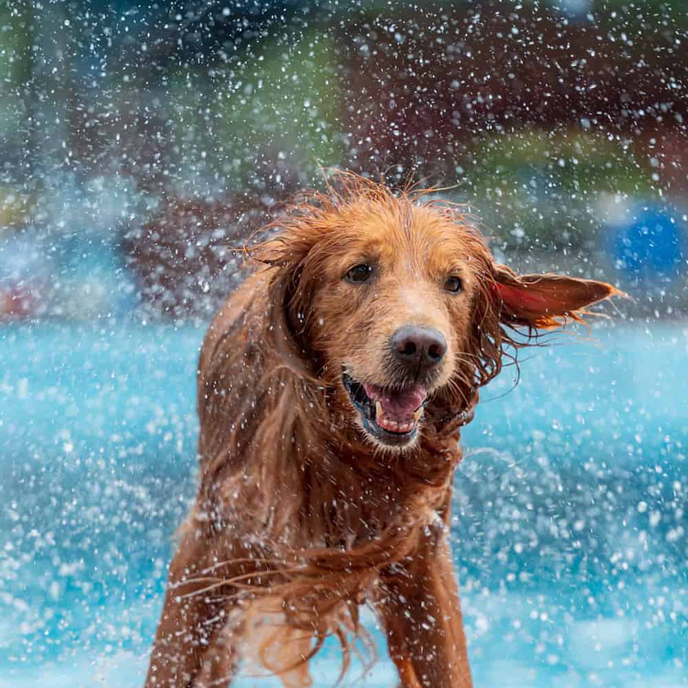 Dog Shaking Off Fresh Out of the Pool