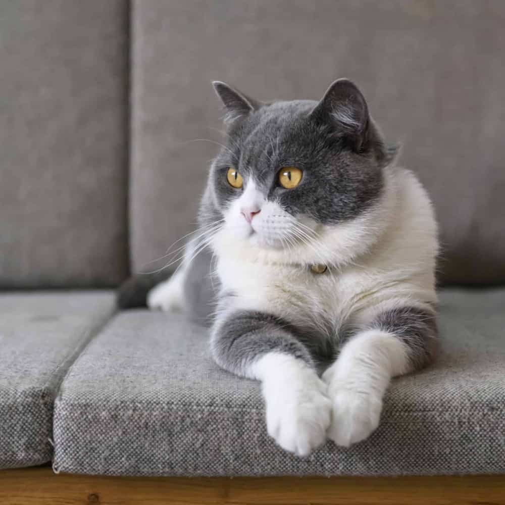Gray and white cat resting on a gray couch.
