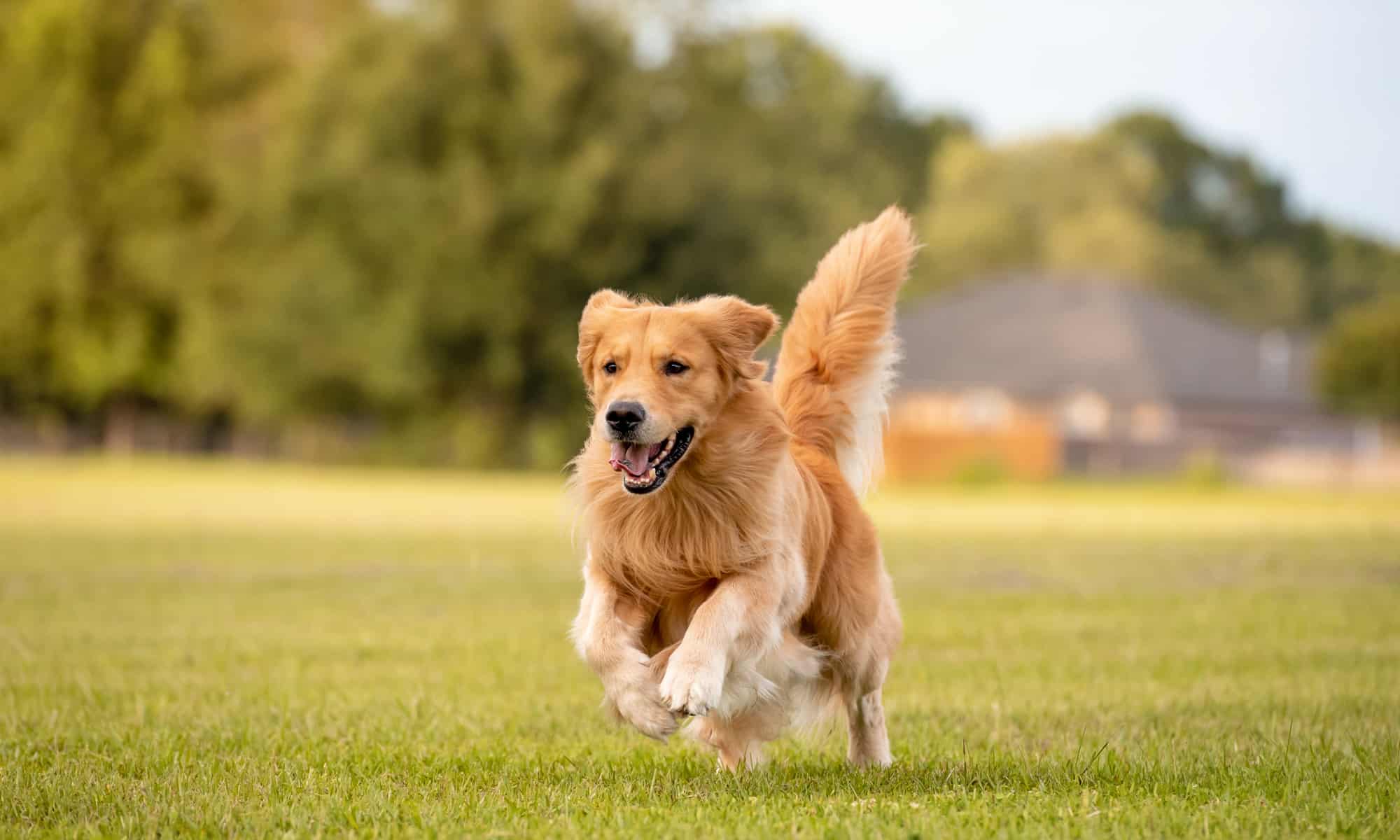A golden retriever running in a yard