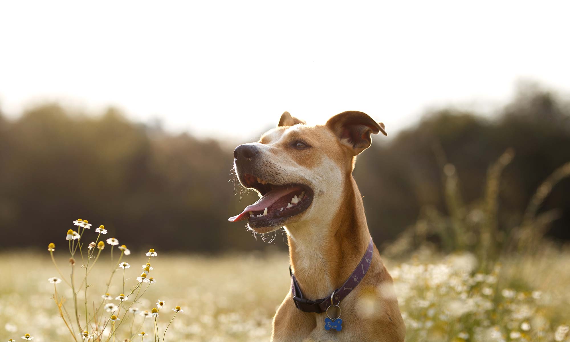 Happy dog in a field