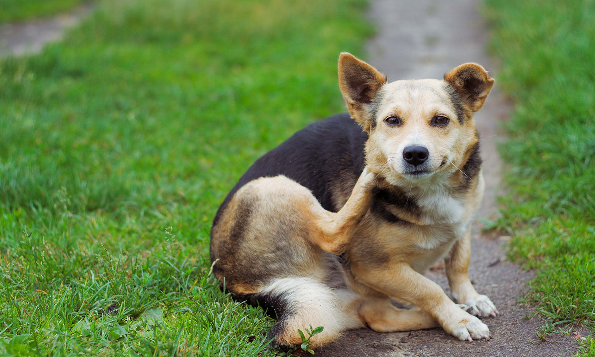 A dog scratching itself outdoors