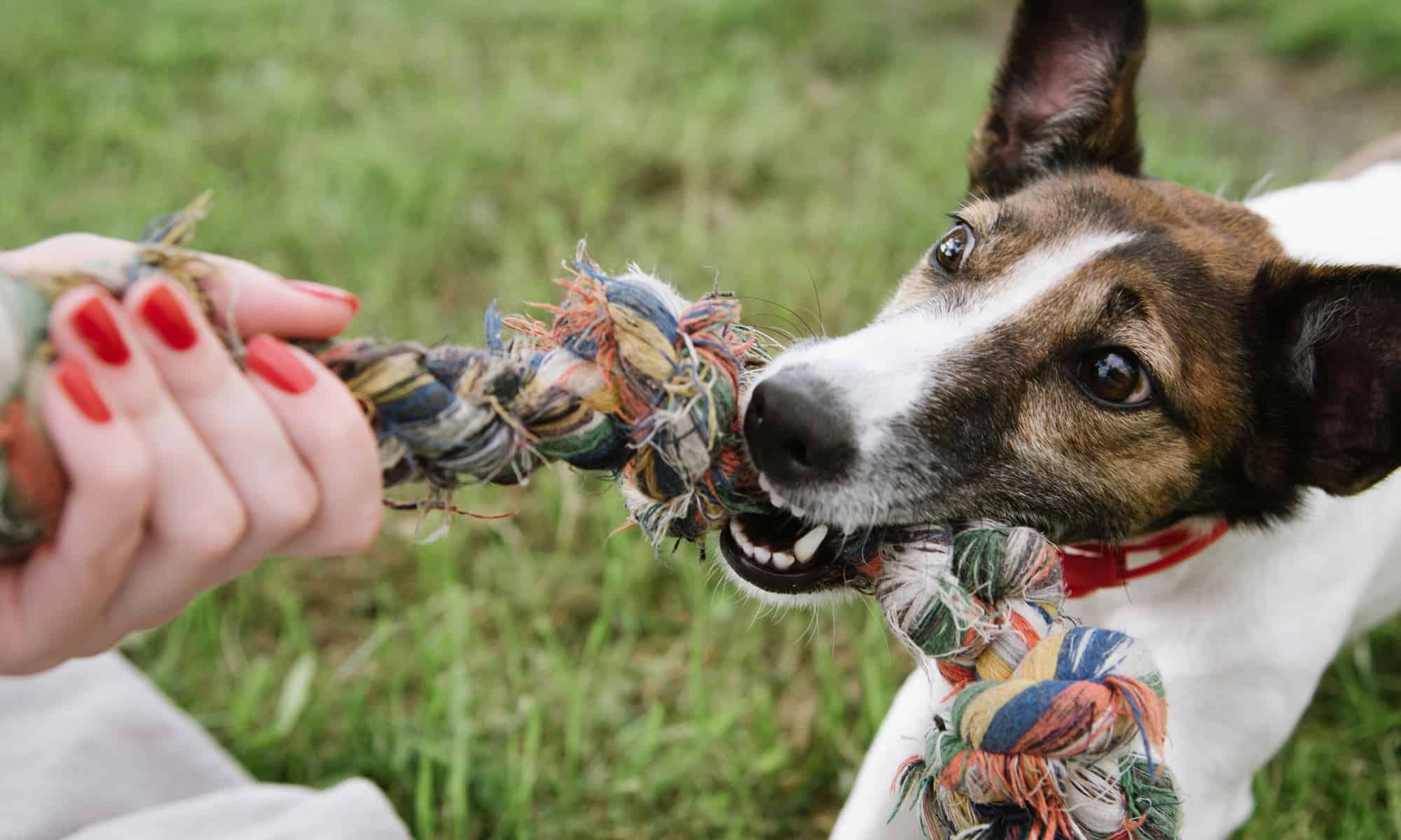 A puppy playing with a rope toy
