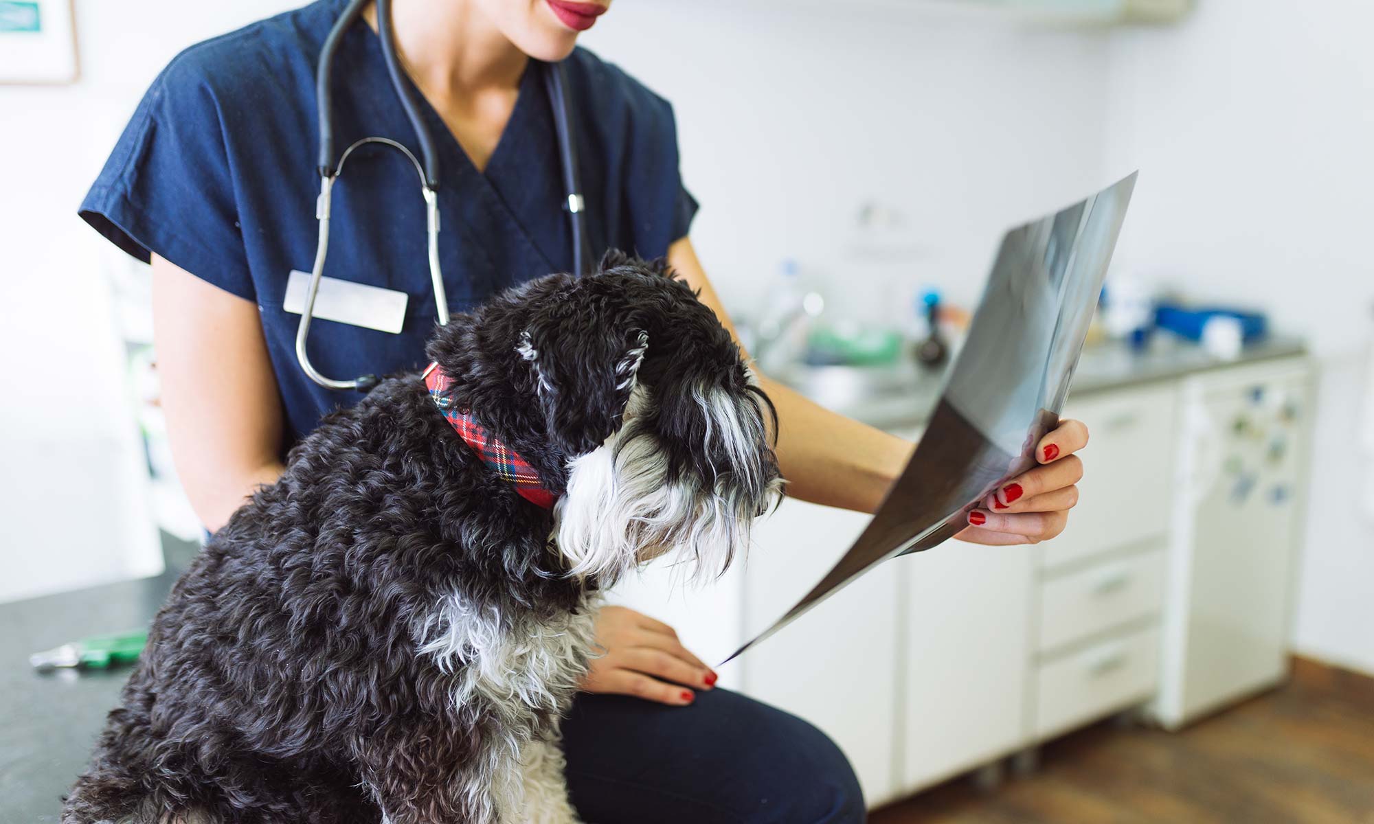 A curly pup looking at an x-ray with the vet tech
