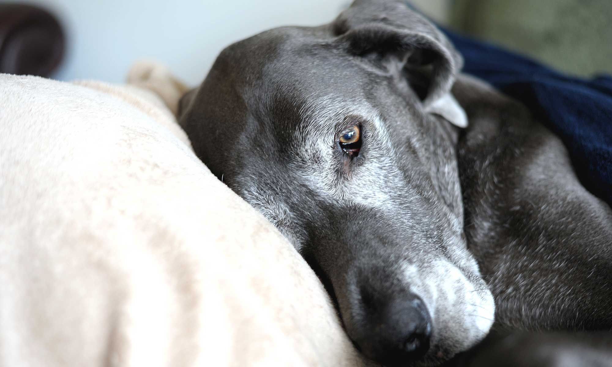 An elderly dog laying on a pillow
