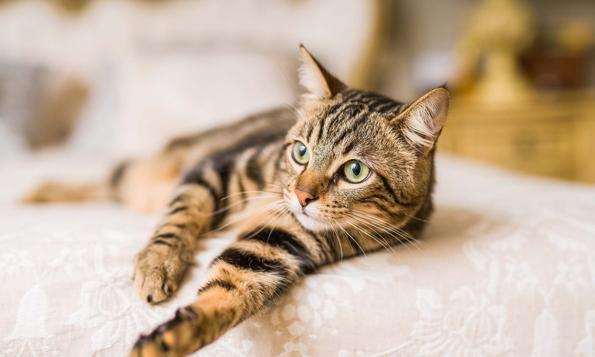 A tabby laying on a bed