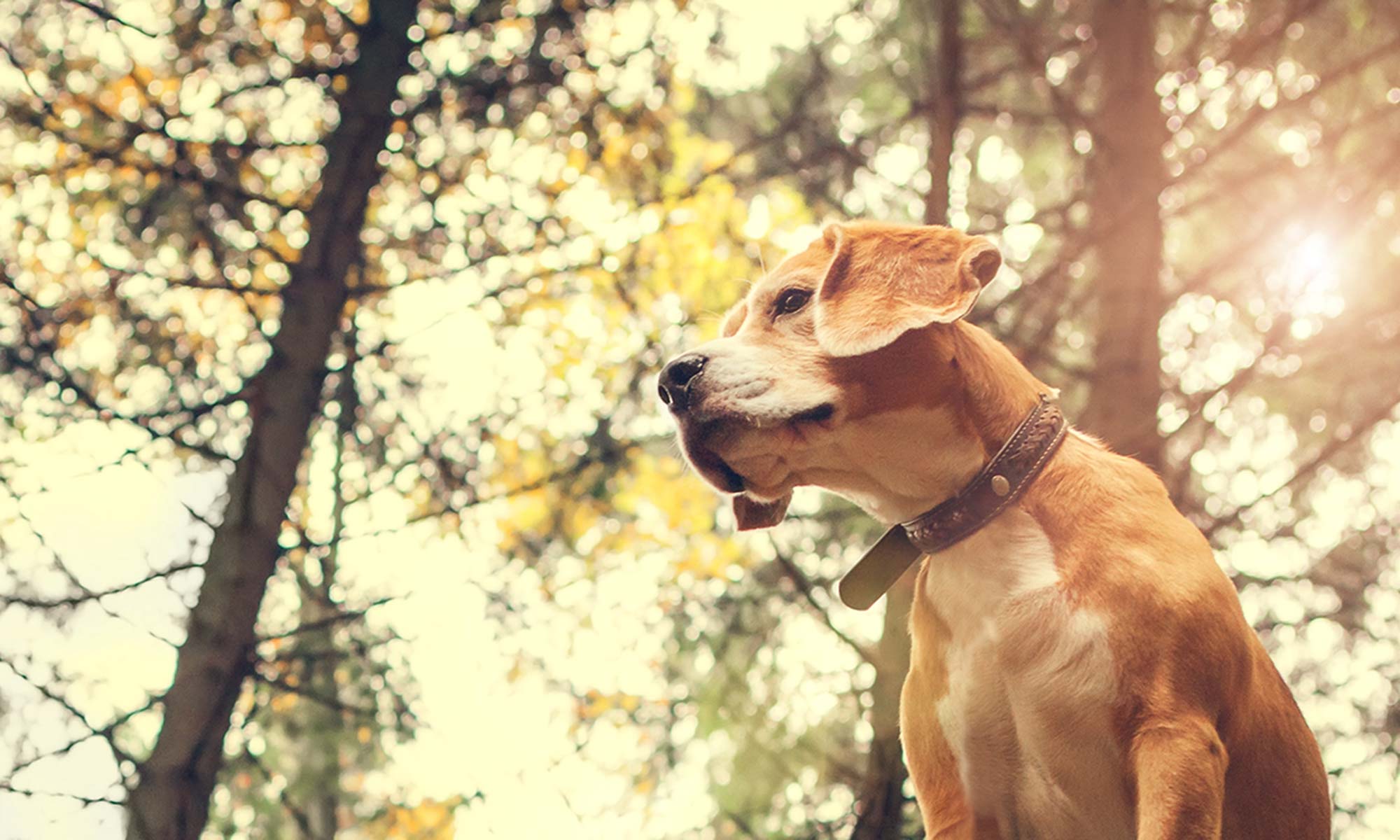 A curious dog searching in a woods