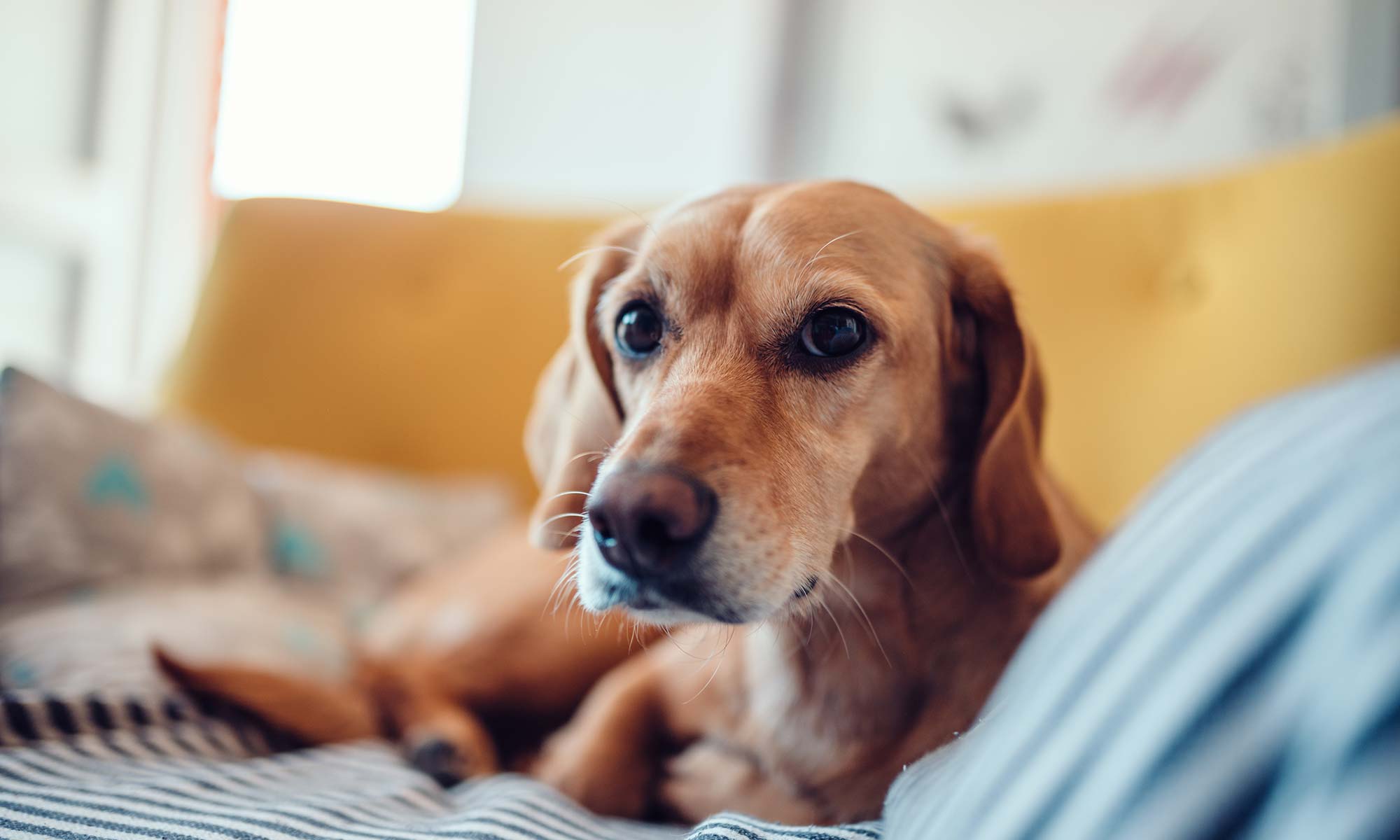 An olde dog laying on a couch