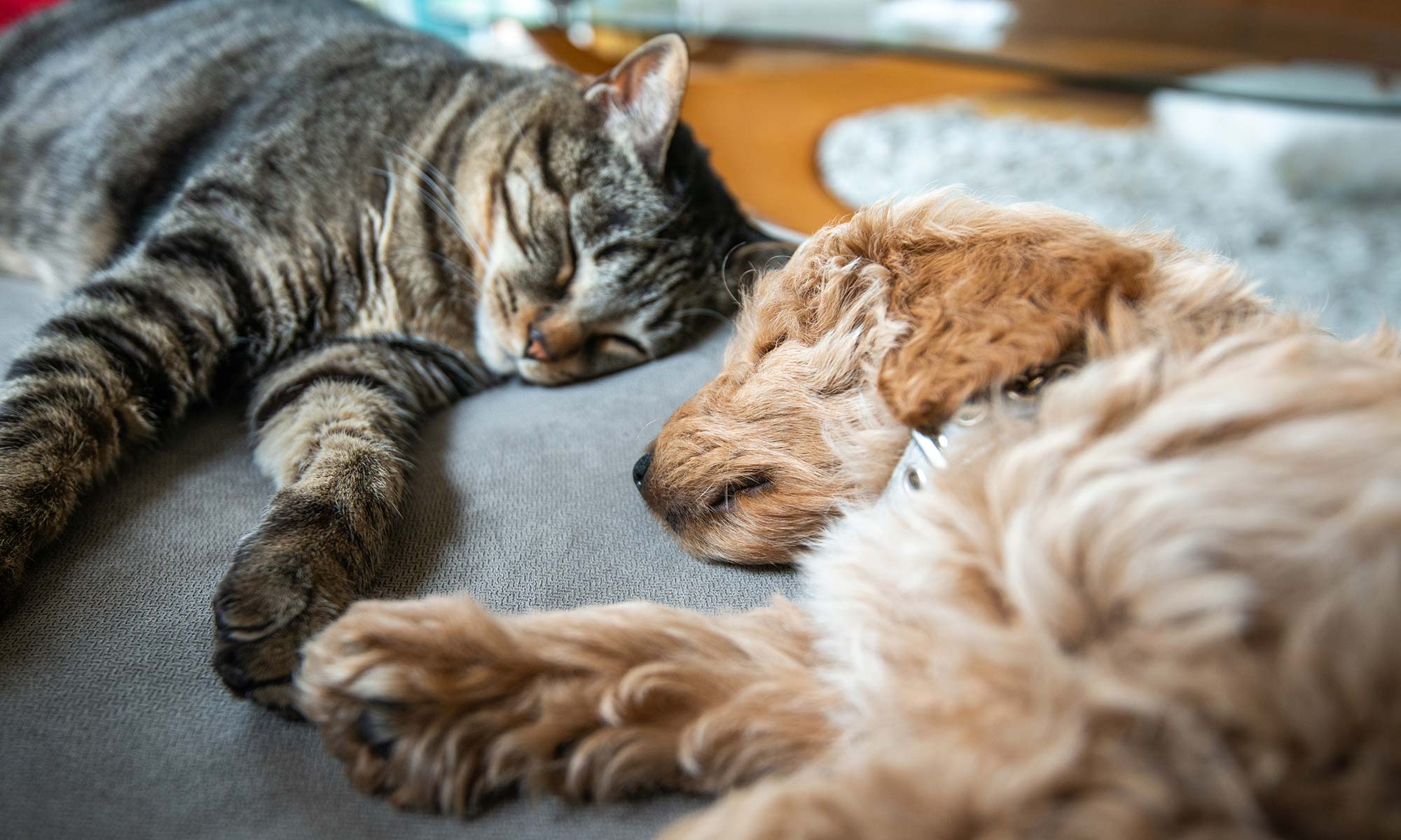 A cat and dog sleeping on a bed together