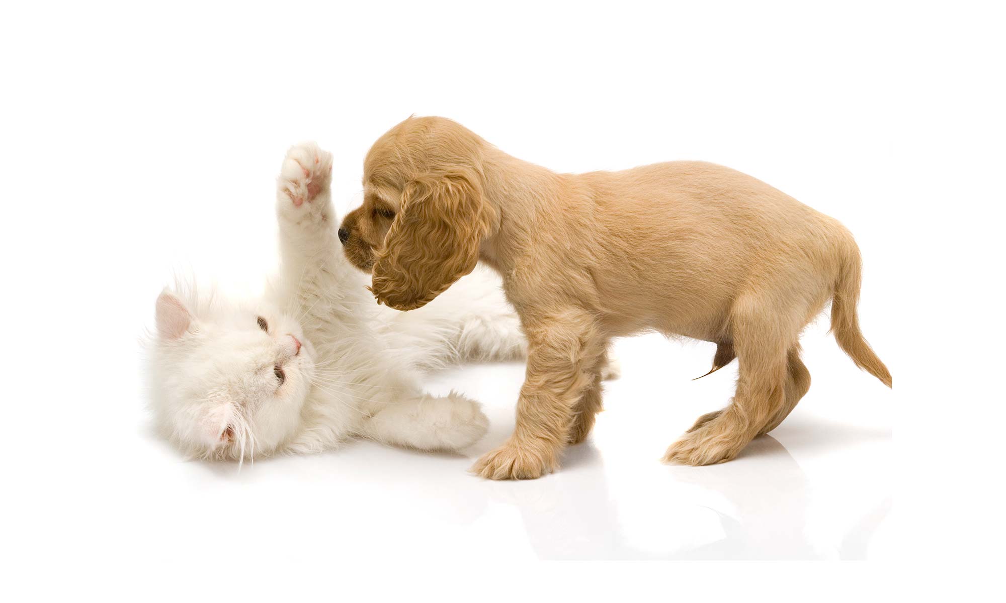 A kitty and puppy playing