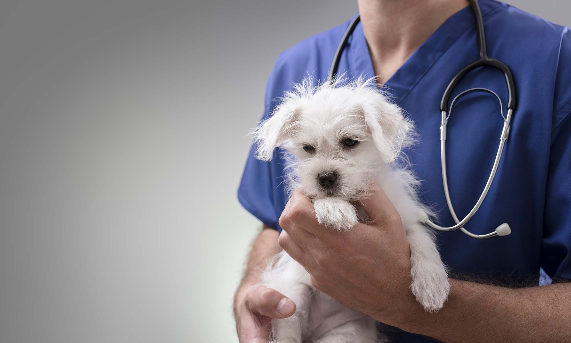 A white puppy held by a vet tech