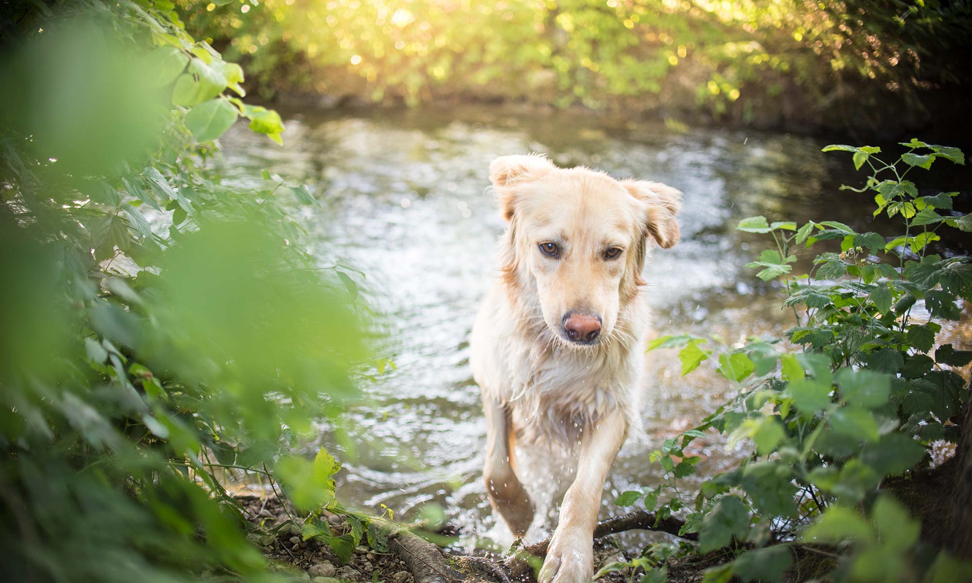 A golden retriever running through a stream