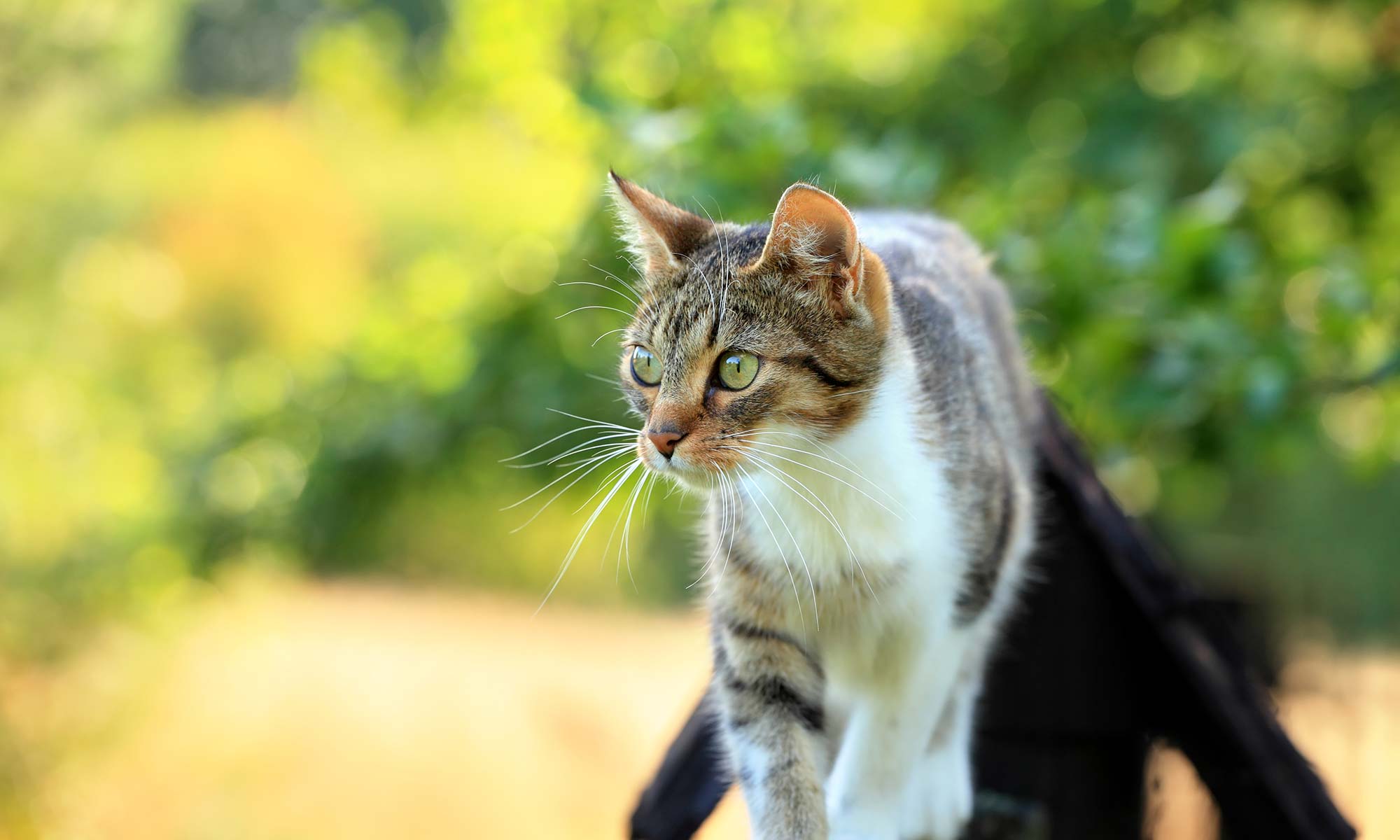 A cat walking along a tree branch