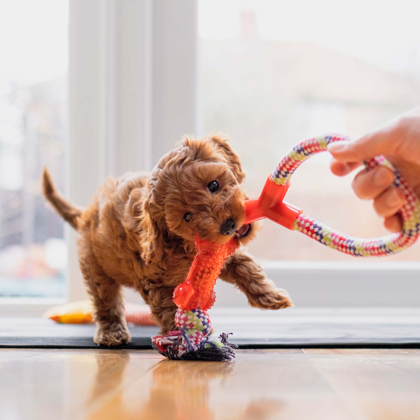 A puppy playing with a rope toy