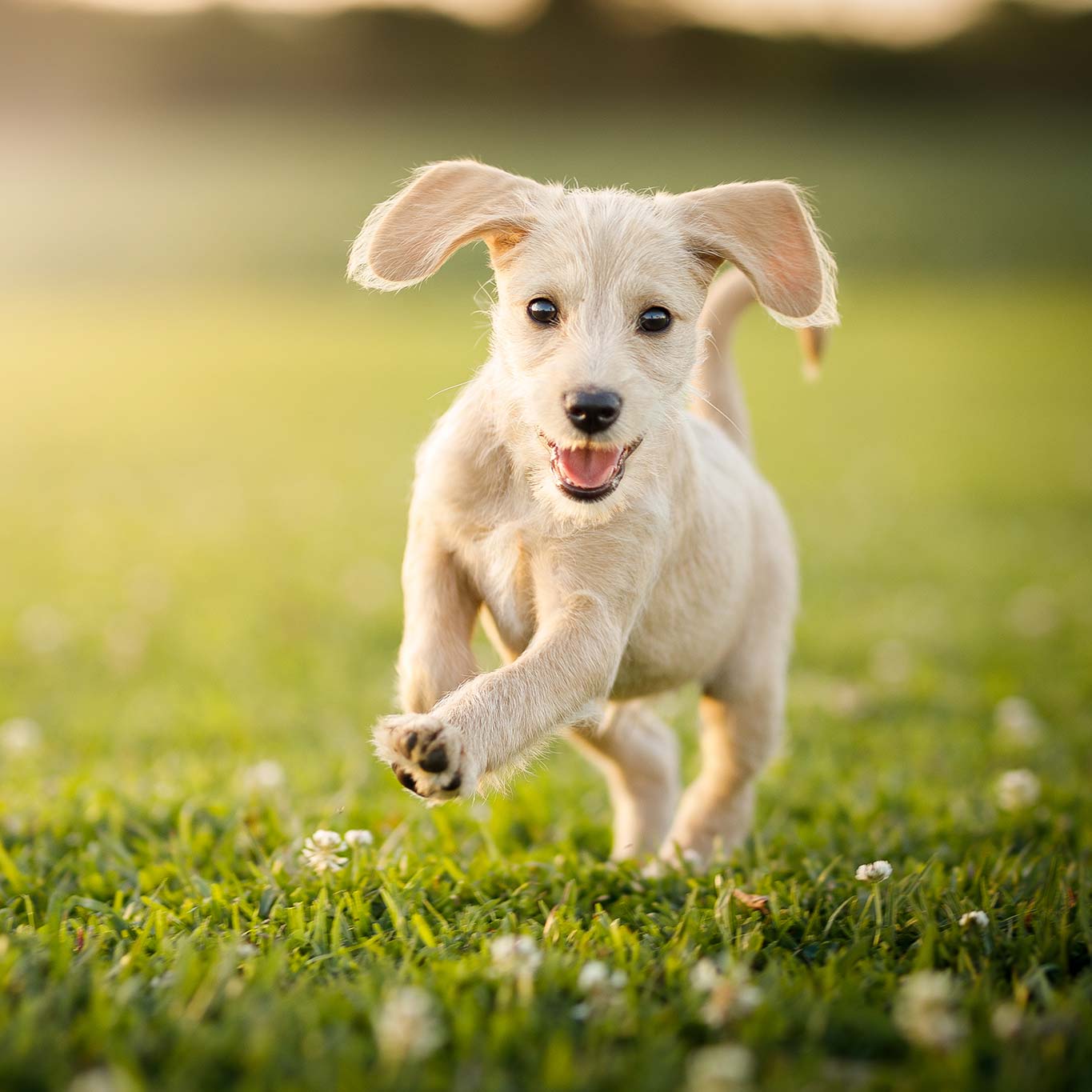 A puppy running in a green field