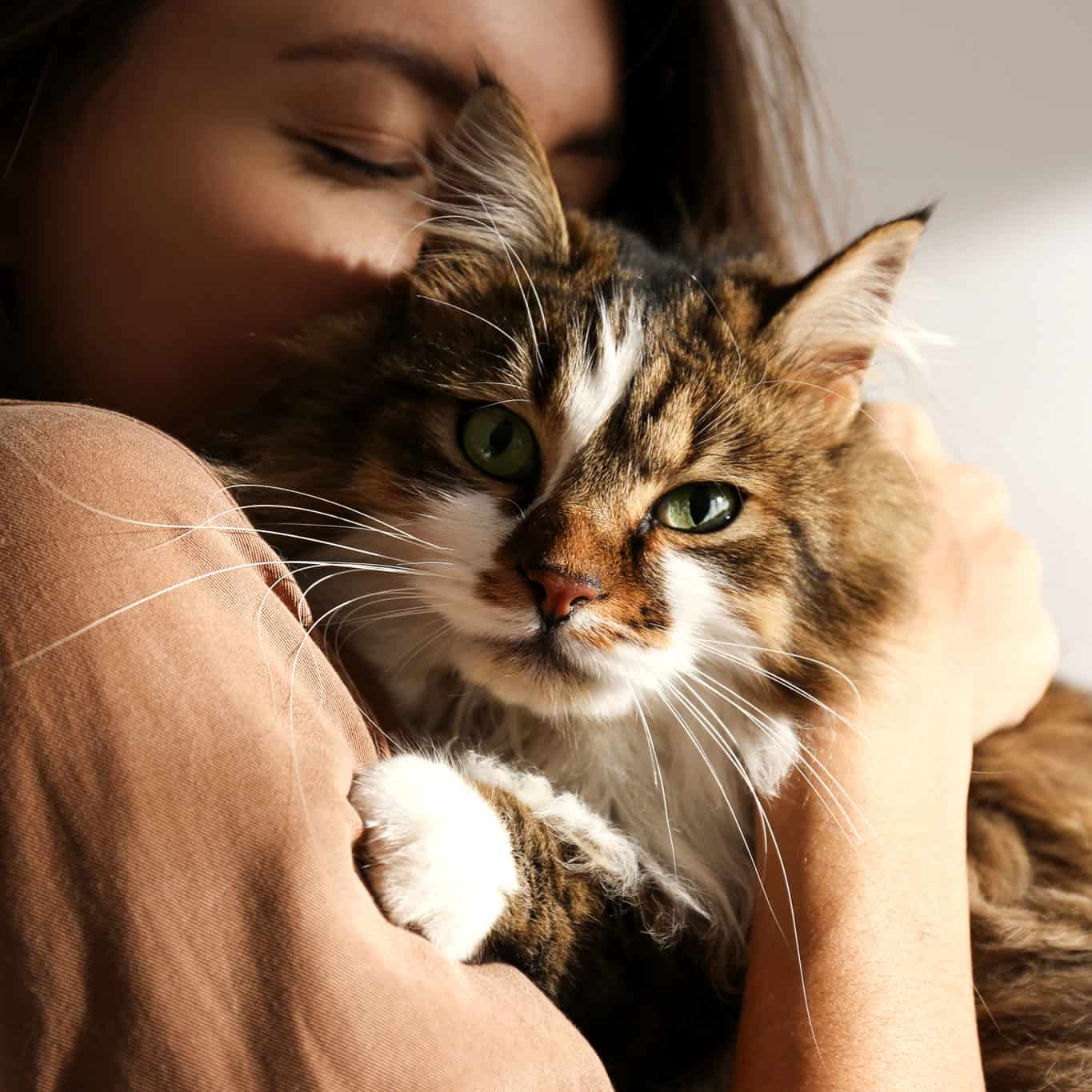 Woman Holding Black, Brown and White Cat.